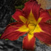 himanshu_p